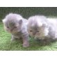 Perser - Katze