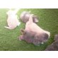 Perser - Katze