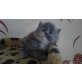 Perser - Katze