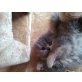 Perser - Katze