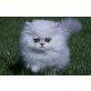 Perser - Katze