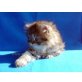 Perser Kitten - Kater