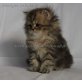 Perser Kitten - Kater