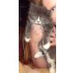 Perser Main Coon - Katze