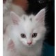 Perser Main coon  - Kater