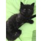 Perser-MainCoon Mix - Katze