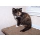 Perser Maine Coon - Katze