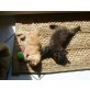 Perser - Maine Coon - Katze