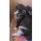 Perser- Maine Coon - Katze