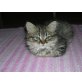 Perser/Maine Coon Mix Kitten - Katze