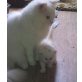 Perser, Maine Coon, Wildkatze - Kater