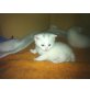 Perser, Maine Coon, Wildkatze - Kater