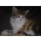 Perser,Maine Coon. türkisch Angora - Katze