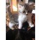 Perser Mischlinge - Kater