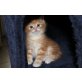 Perser-Mischlinge - Katze