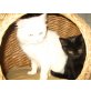 Perser- Mix Baby - Katze