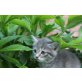Perser-Mix Babys - Katze