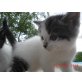 Perser Mix - Kater