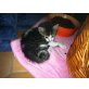 Perser Mix - Kater