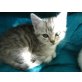 Perser-Mix - Kater