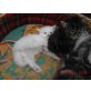 Perser-Mix - Katze