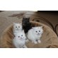 Perser-Mix  - Katze