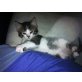 Perser Mix - Katze