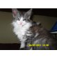 Perser-Mix - Katze