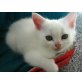 Perser-Mix - Katze