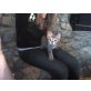 Perser Mixe - Kater