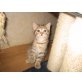 Perser/Norweger/Hauskatze - Katze