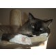 Perser/Ragdoll - Katze