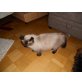 Perser-Ragdoll/Ragdoll - Kater