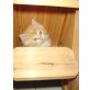 Perser Rot - Kater