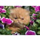 Perser Rot - Kater