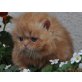 Perser Rot - Kater