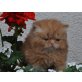 Perser Rot - Kater