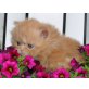 Perser Rot - Kater