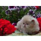 Perser Rot - Kater