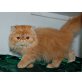 Perser Rot - Kater