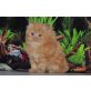 Perser Rot - Kater
