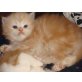 Perser Rot - Kater