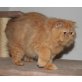 Perser Rot - Kater