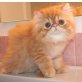 Perser Rot - Kater