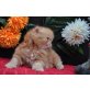 Perser Rot - Katze