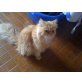 Perser Rot - Katze