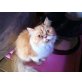 Perser Rot - Katze