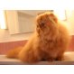 Perser Rot - Katze