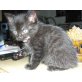 Perser-Russisch-Blue-Mix - Kater