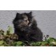 Perser Schildpatt - Kater